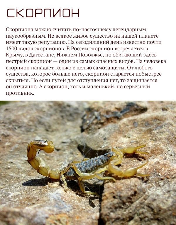 Самые опасные животные России