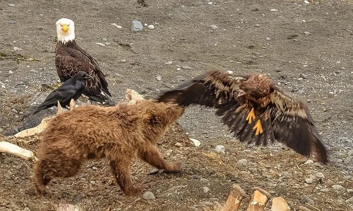 Медведица убила белоголового орлана, позарившегося на ее добычу