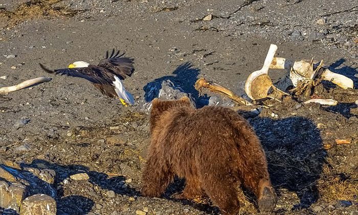 Медведица убила белоголового орлана, позарившегося на ее добычу