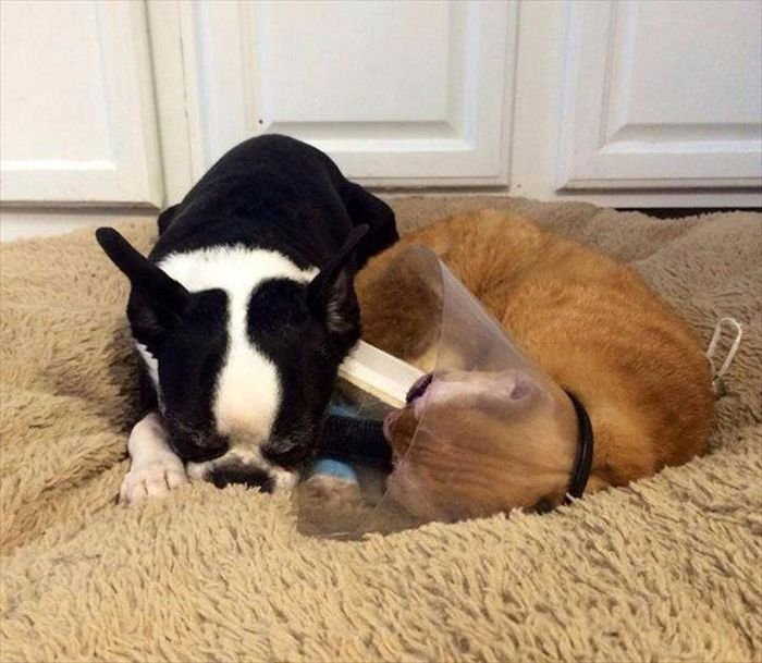 Кот стал ухаживать за другими животными ветеринарной больницы