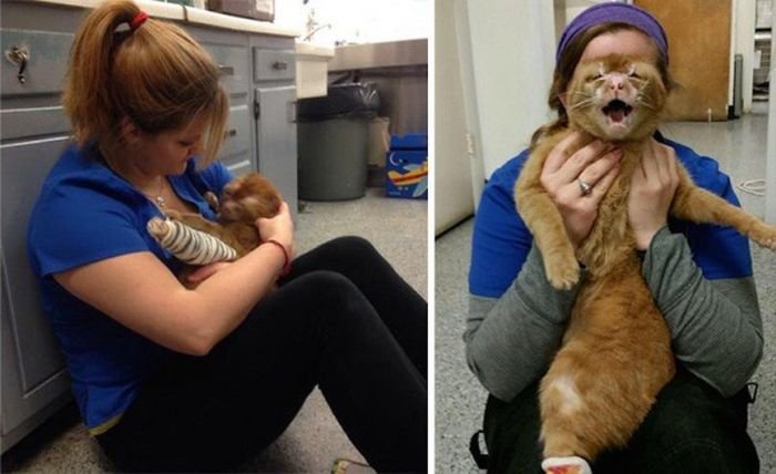 Кот стал ухаживать за другими животными ветеринарной больницы