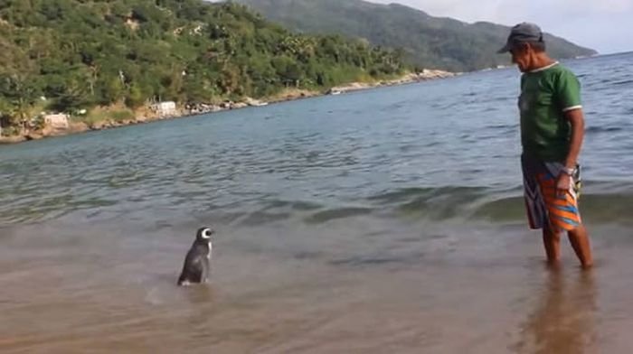 Пингвин ежегодно проплывает более 8000 км, чтобы встретиться со своим спасителем