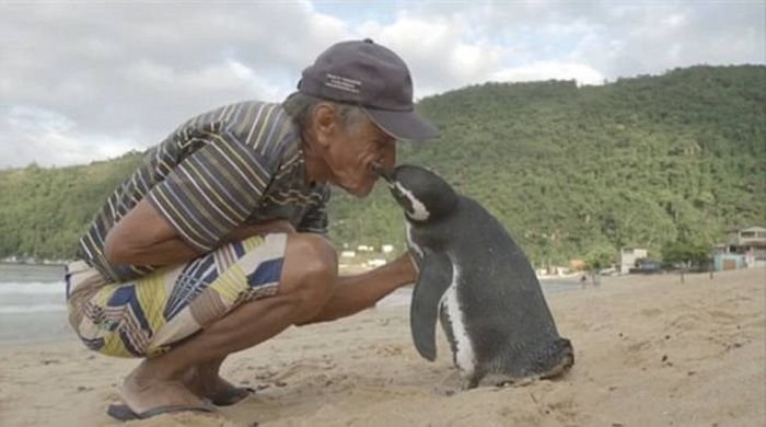 Пингвин ежегодно проплывает более 8000 км, чтобы встретиться со своим спасителем