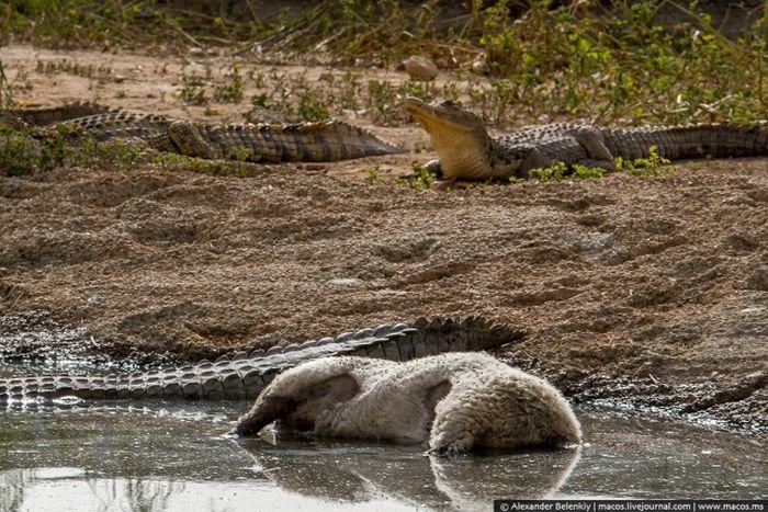 Заброшенный крокодилий питомник в Израиле