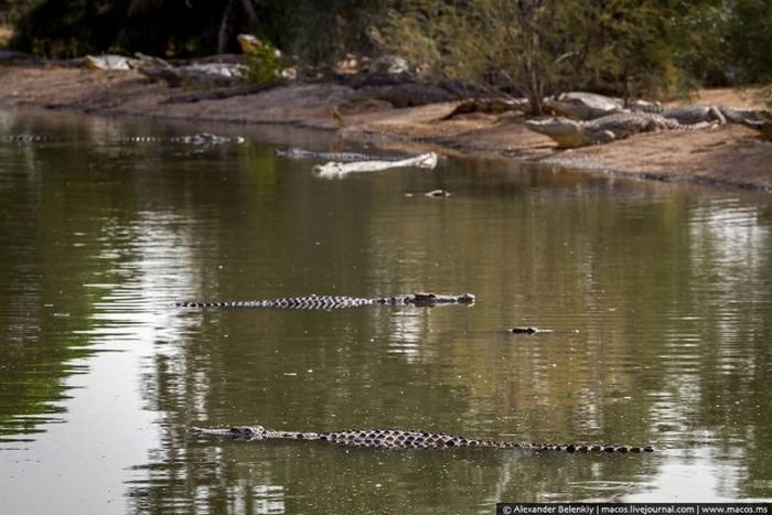 Заброшенный крокодилий питомник в Израиле