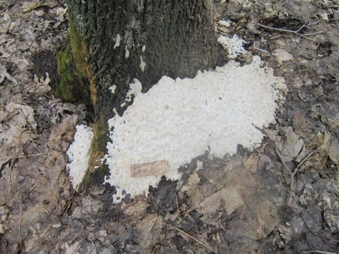 В лесопарковой зоне Саратова деревья обсыпали солью