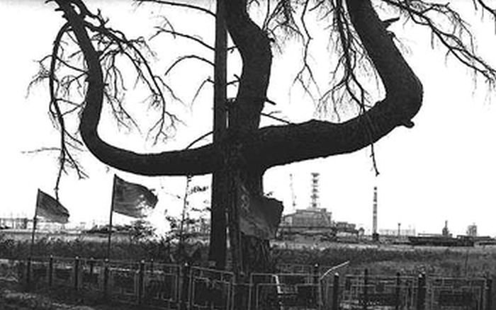 Дерево смерти в зоне отчуждения Чернобыльской АЭС