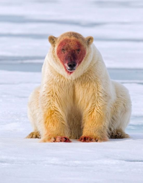Белый медведь после еды