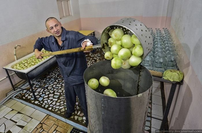 Завод по переработке и консервированию овощей в колонии строгого режима