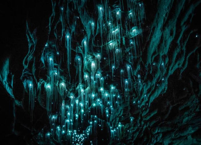  Удивительные пещеры Вайтомо в Новой Зеландии