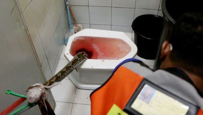  В Таиланде питон, забравшийся в унитаз, укусил мужчину за пенис