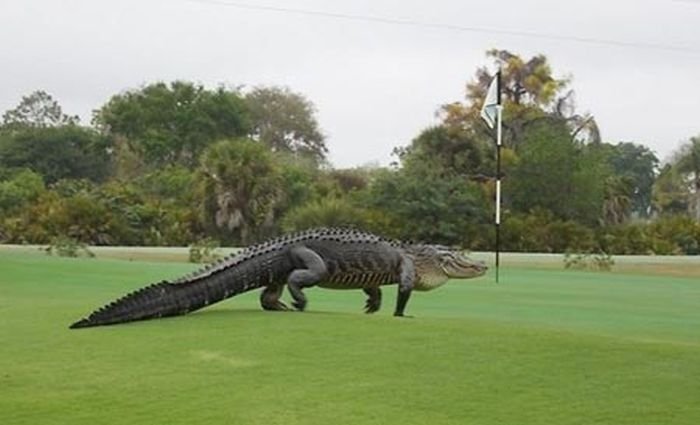  Во Флориде аллигатор прогулялся по полю для гольфа