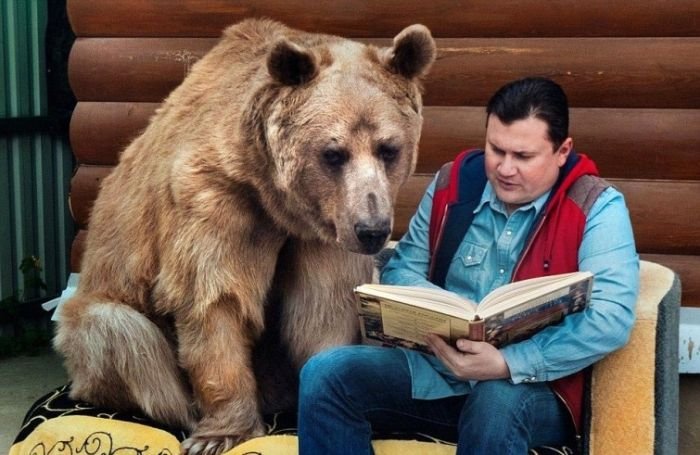 Взрослый медведь живет в семье своих спасителей