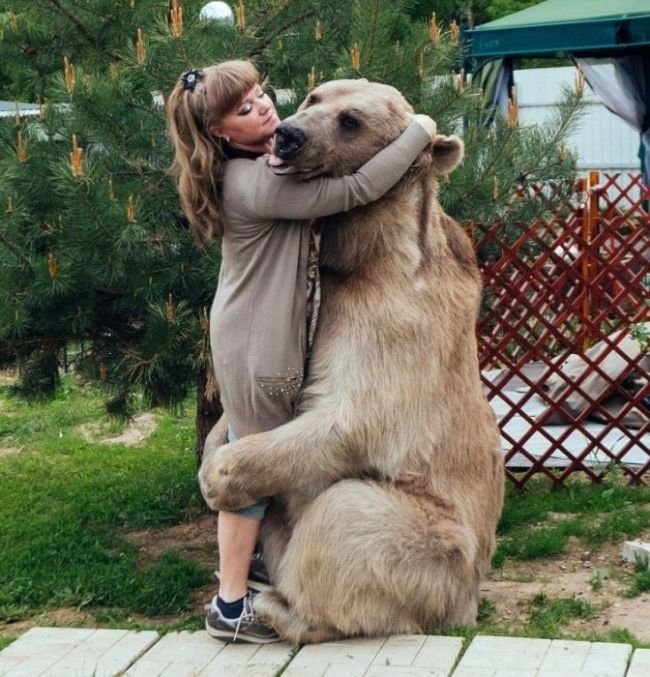 Взрослый медведь живет в семье своих спасителей