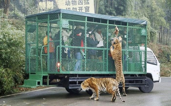  Уникальный китайский зоопарк