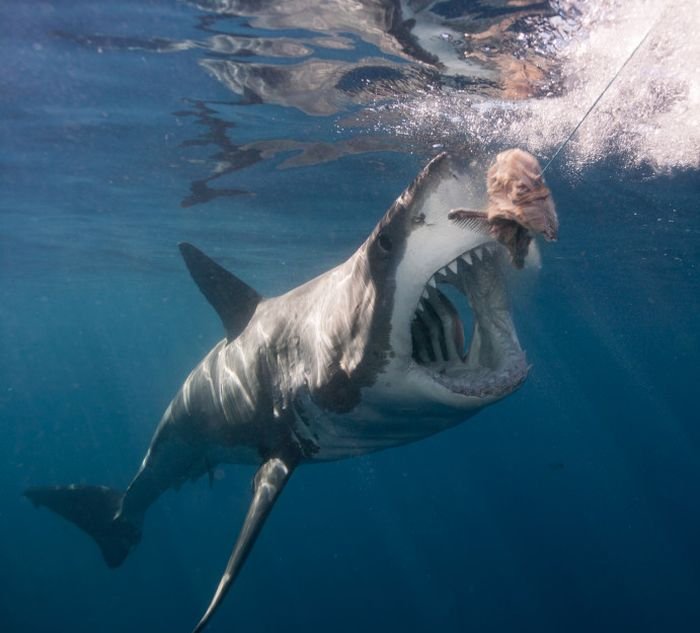  В Карибском море замечена гигантская белая акула