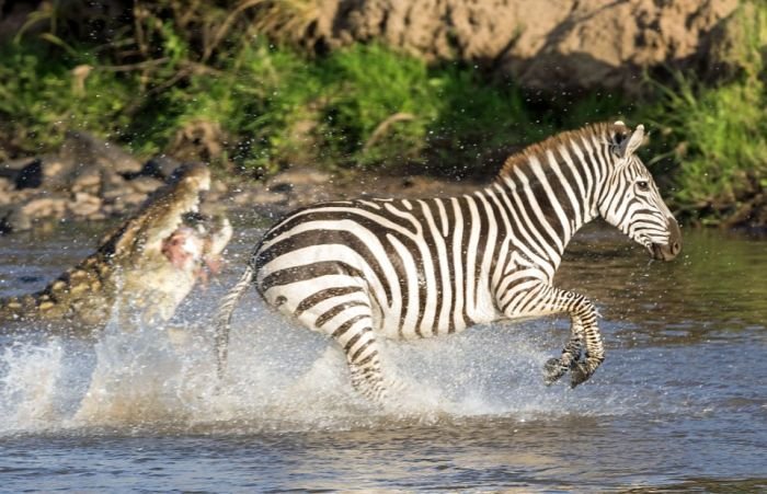  Храбрая зебра спаслась от крокодила