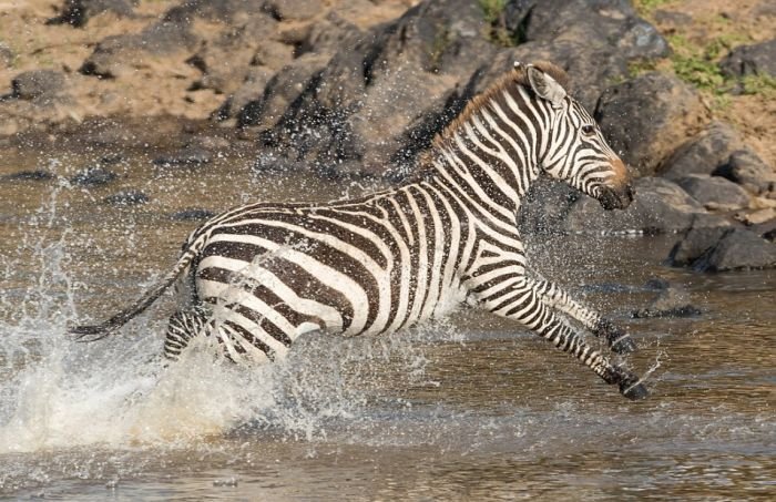 Храбрая зебра спаслась от крокодила