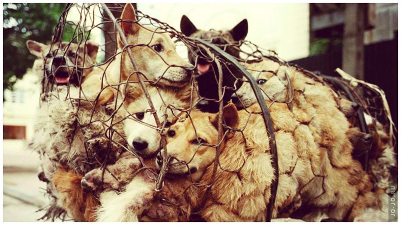 Китаянка выкупает собак на фестивале собачьего мяса	