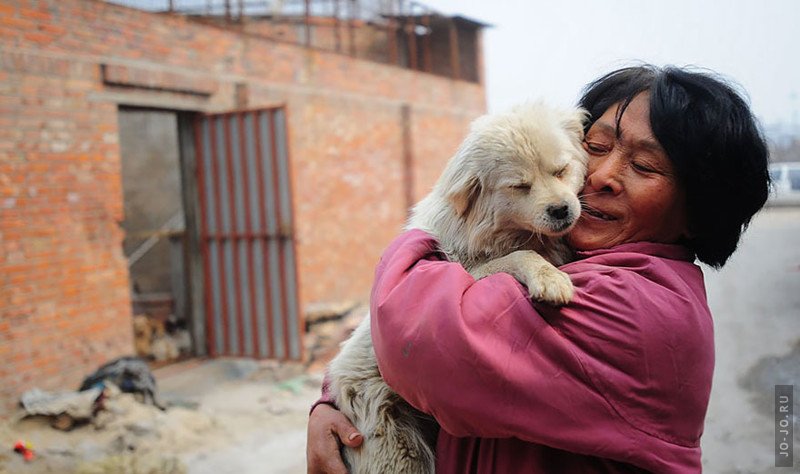 Китаянка выкупает собак на фестивале собачьего мяса	