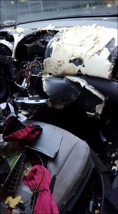 В поисках еды медведь уничтожил салон автомобиля (9 фото)