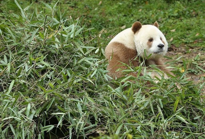  Единственная в мире коричнево-белая панда (10 фото)
