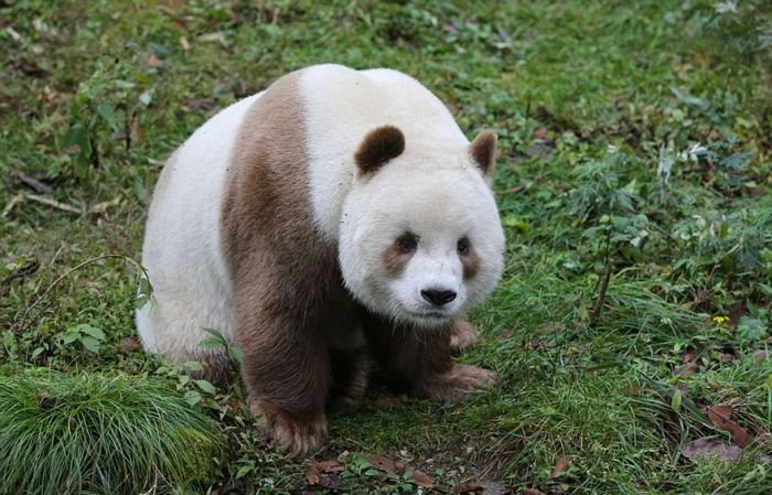  Единственная в мире коричнево-белая панда (10 фото)