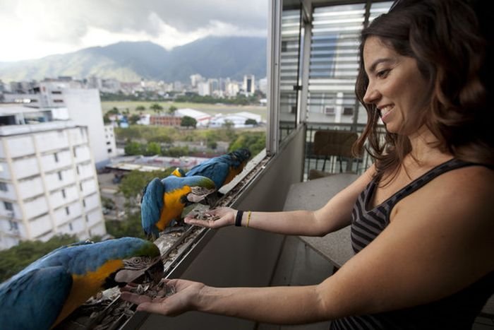  Обычные городские птицы Венесуэлы (6 фото)