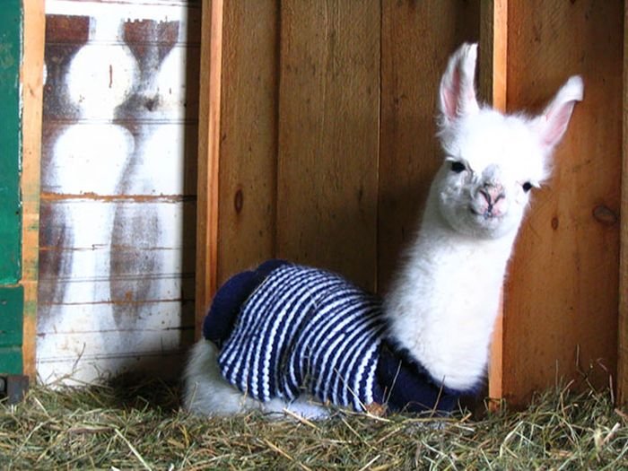  Милые животные в свитерах (36 фото)