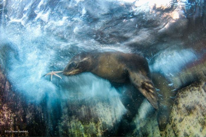 Лучшие работы фотоконкурса дикой природы Wildlife Photographer of the Year (12 фото)