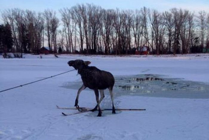  Алтайские рыбаки спасли провалившегося под лед лося (5 фото)