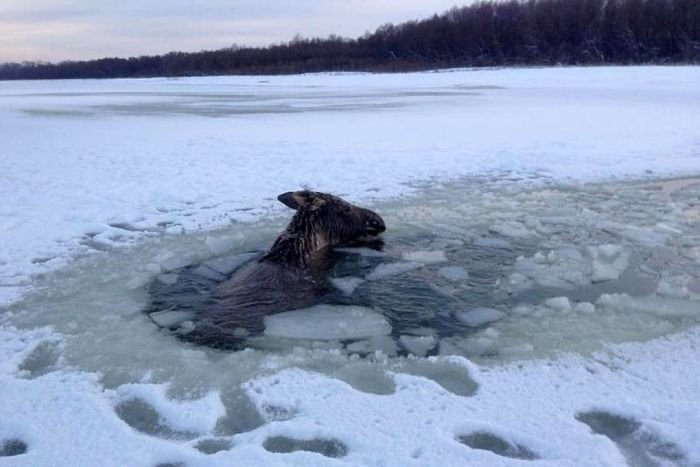  Алтайские рыбаки спасли провалившегося под лед лося (5 фото)