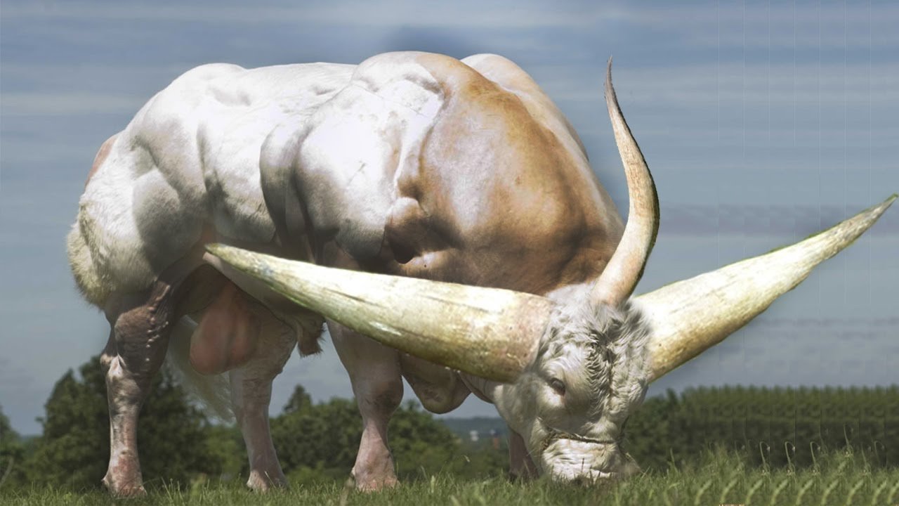 Большой силен. Самый большой бык в мире Гаур. Ватусси дикий бык. Иберийская порода Быков. Бык Донетто.