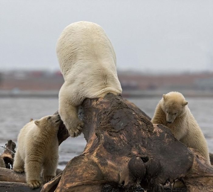  Белая медведица застряла в костях кита (6 фото)
