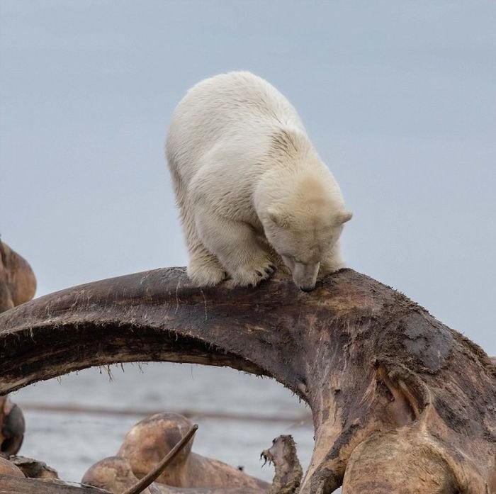  Белая медведица застряла в костях кита (6 фото)