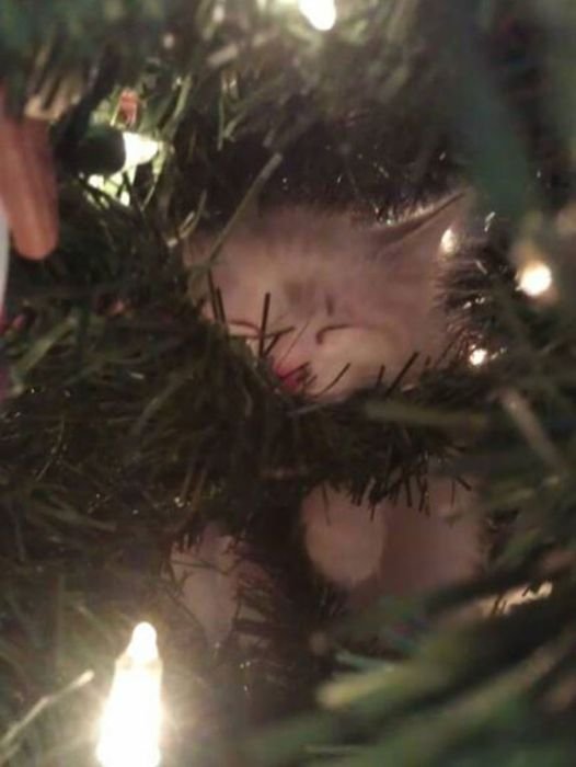  Коты на елках и под елками (22 фото)