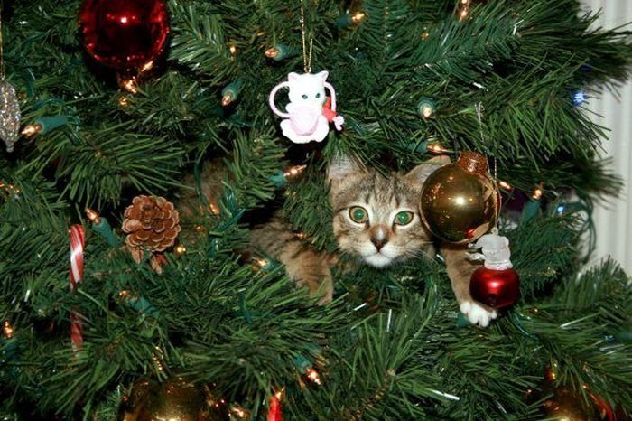  Коты на елках и под елками (22 фото)