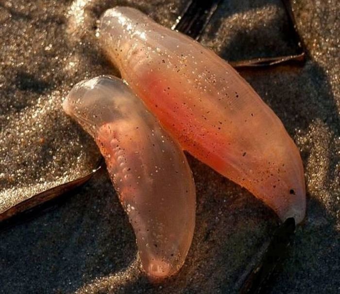  Странные существа на пляже Калифорнии (8 фото)