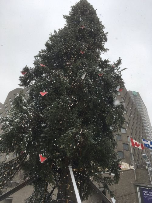  Вместо самой высокой елки в Монреале установили самую уродливую елку (5 фото)