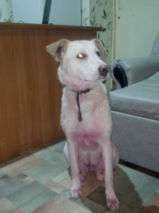  В Ижевске спасли розовую собаку (6 фото)