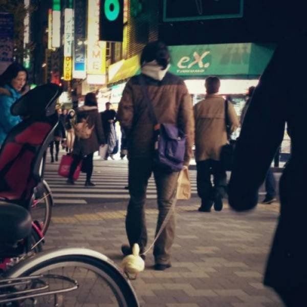  Безумные фото из Японии (28 фото)