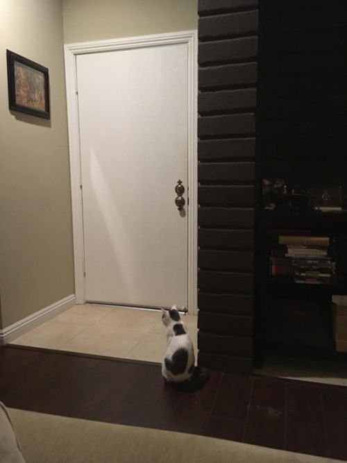 Кот терпеливо ждет своего хозяина (2 фото)