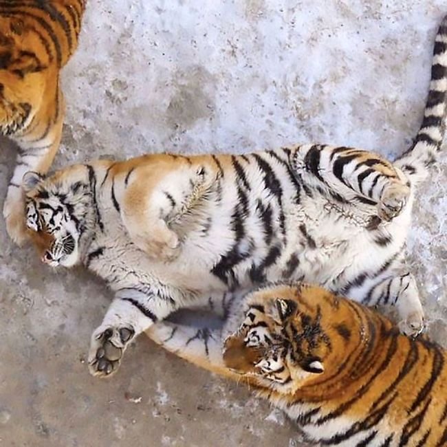  В китайском зоопарке растолстели амурские тигры (6 фото)