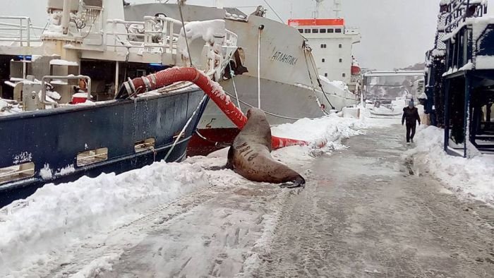  На Камчатке моряки подкормили голодного тюленя (3 фото)