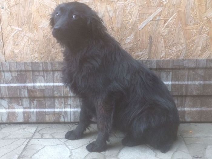  На Кубани спасли собаку, которая провела две недели на необитаемом острове (4 фото)