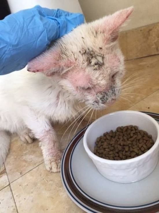  Спасенный бездомный кот удивил всех красотой своих глаз (8 фото)