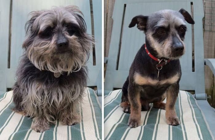  Собаки до и после стрижки (50 фото)