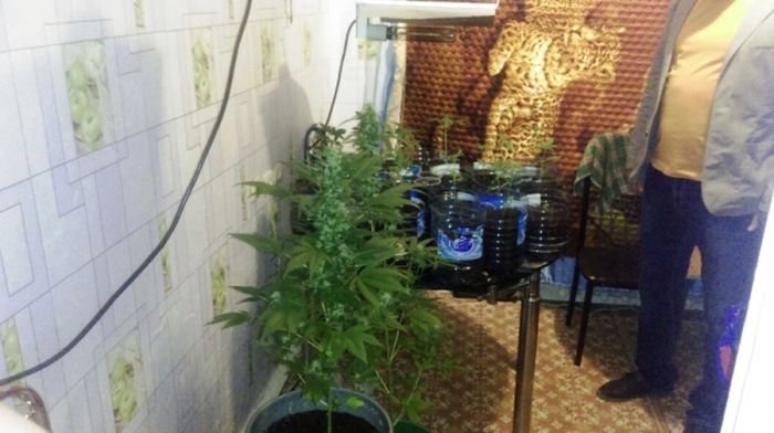 В Забайкальском крае мужчина выращивал коноплю в собственной квартире (3 фото)