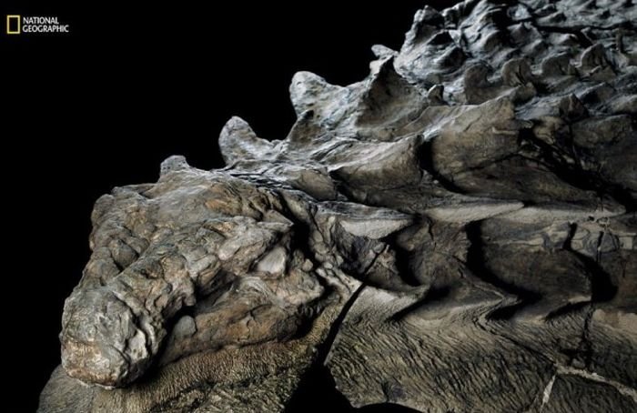  В канадском музее показали останки нодозавра, которым уже более 110 миллионов лет (6 фото)