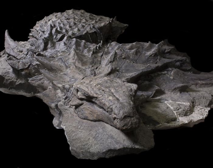 В канадском музее показали останки нодозавра, которым уже более 110 миллионов лет (6 фото)
